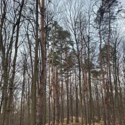 Sheppard's Bush Conservation Area - Aurora