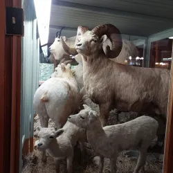 Banff Park Museum - Banff