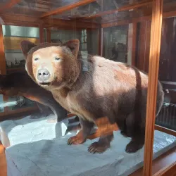 Banff Park Museum - Banff