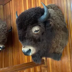 Banff Park Museum - Banff