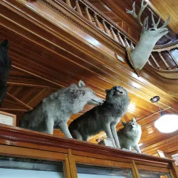 Banff Park Museum - Banff