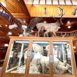 Banff Park Museum - Banff