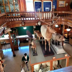 Banff Park Museum - Banff