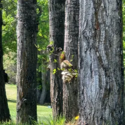 Beaverlodge Golf Club - Beaverlodge