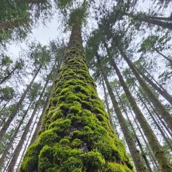 Beaverlodge Walking Trails - Beaverlodge