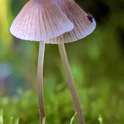 Beaverlodge Walking Trails - Beaverlodge