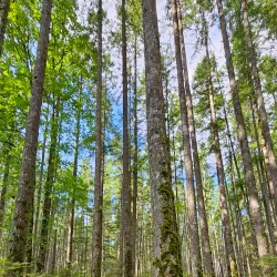 Beaverlodge Walking Trails - Beaverlodge