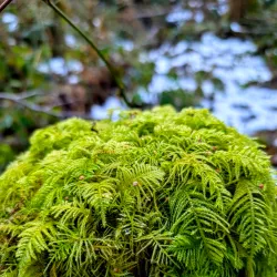 Beaverlodge Walking Trails - Beaverlodge