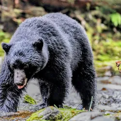 Great Bear Rainforest - Bella Bella