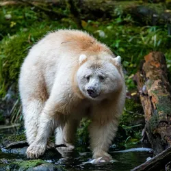 Great Bear Rainforest - Bella Bella