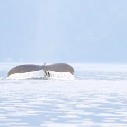 Great Bear Rainforest - Bella Bella