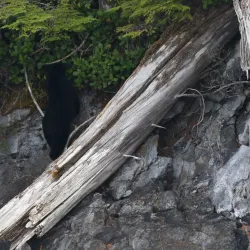 Great Bear Rainforest - Bella Bella