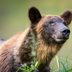 Great Bear Rainforest - Bella Bella