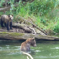 Marine Wildlife Viewing - Bella Bella