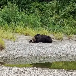 Marine Wildlife Viewing - Bella Bella