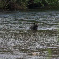 Marine Wildlife Viewing - Bella Bella