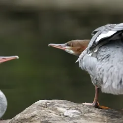 Marine Wildlife Viewing - Bella Bella