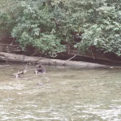 Marine Wildlife Viewing - Bella Bella