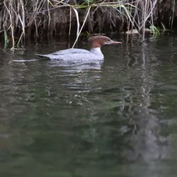 Marine Wildlife Viewing - Bella Bella
