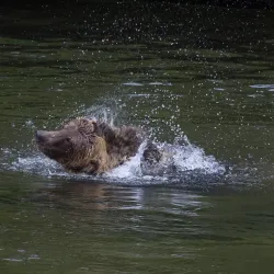 Marine Wildlife Viewing - Bella Bella