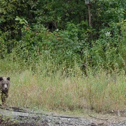 Marine Wildlife Viewing - Bella Bella