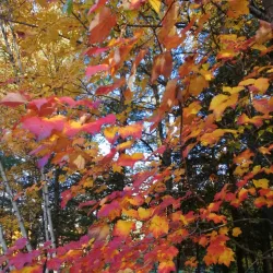Parc des Hirondelles - Boisbriand