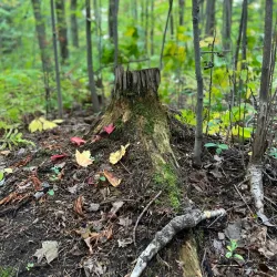 Parc des Hirondelles - Boisbriand