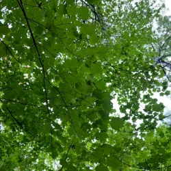 Parc des Hirondelles - Boisbriand