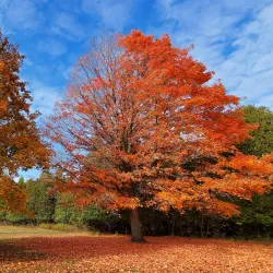 Albion Hills Conservation Park - Bolton