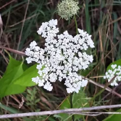 Bolton Heritage Farm - Bolton
