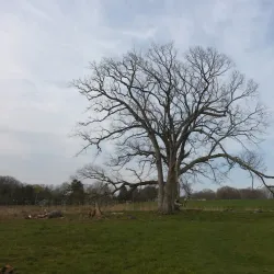 Bolton Heritage Farm - Bolton