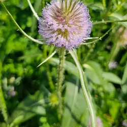 Bolton Lions Park - Bolton