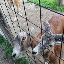 Bowmanville Zoo (formerly Clarington Zoo) - Bowmanville