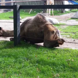 Bowmanville Zoo (formerly Clarington Zoo) - Bowmanville