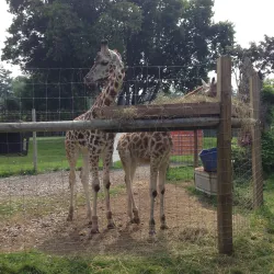 Bowmanville Zoo (formerly Clarington Zoo) - Bowmanville