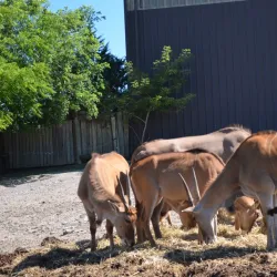 Bowmanville Zoo (formerly Clarington Zoo) - Bowmanville