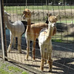 Bowmanville Zoo (formerly Clarington Zoo) - Bowmanville