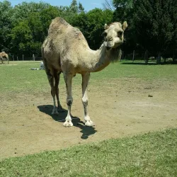 Bowmanville Zoo (formerly Clarington Zoo) - Bowmanville