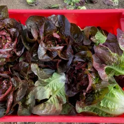 Clarington Farmers' Market - Bowmanville