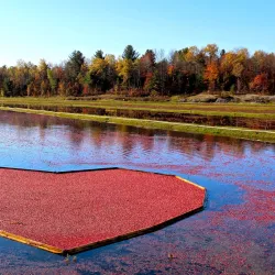 Muskoka Lakes Winery - Bracebridge