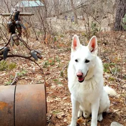 The Woodchester Villa - Bracebridge