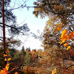The Woodchester Villa - Bracebridge