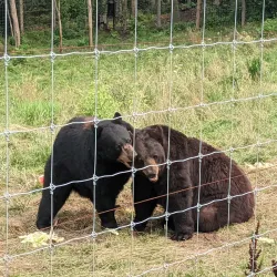 Brantford Twin Valley Zoo - Brantford
