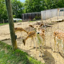 Brantford Twin Valley Zoo - Brantford