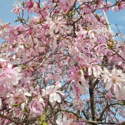 Harmony Square - Brantford