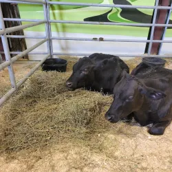 Paris Fairgrounds - Brantford