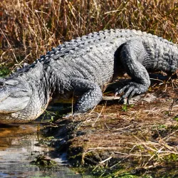 Stephen C. Foster Provincial Park - Brantford