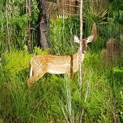 Stephen C. Foster Provincial Park - Brantford