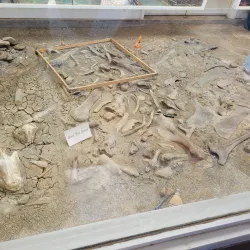 Dinosaur Provincial Park - Brooks