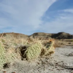 Dinosaur Provincial Park - Brooks